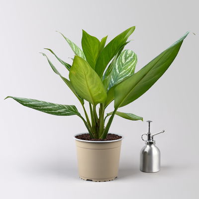 Aglaonema 'Stripes', Topf-Ø 17 cm, Höhe ca. 50 cm, inkl. Keramikübertopf Byron