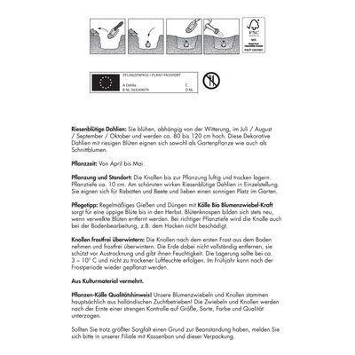 Kölles Beste Riesenblütige-Dahlie Kölles Beste Riesenblütige-Dahlie