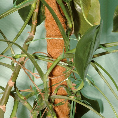 Pflanzstab, Moosstab, braun, naturfaser, 5,5 x 120 cm Pflanzstab, Moosstab, braun, naturfaser, 5,5 x 120 cm