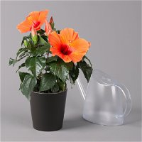Hibiskus, orange, in Keramiktopf Dallas anthrazit, Topf-Ø 13 cm, 2er-Set