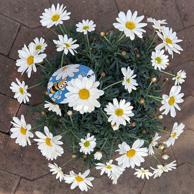 Margerite 'Beejou', weiß, Topf-Ø 14 cm, 3 Pflanzen