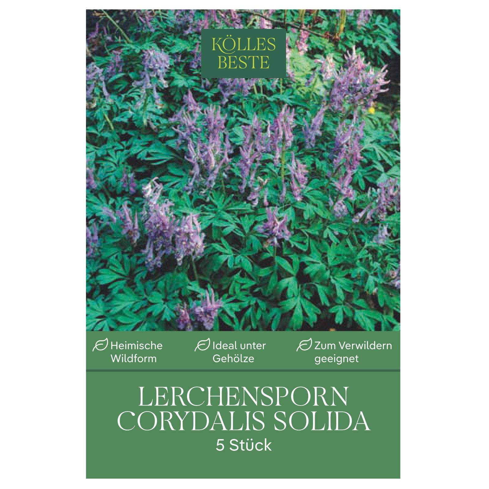 Kölles Beste Lerchensporn, Corydalis solida, 5 Knollen Kölles Beste Lerchensporn, Corydalis solida, 5 Knollen