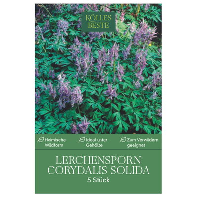Kölles Beste Lerchensporn, Corydalis solida, 5 Knollen Kölles Beste Lerchensporn, Corydalis solida, 5 Knollen