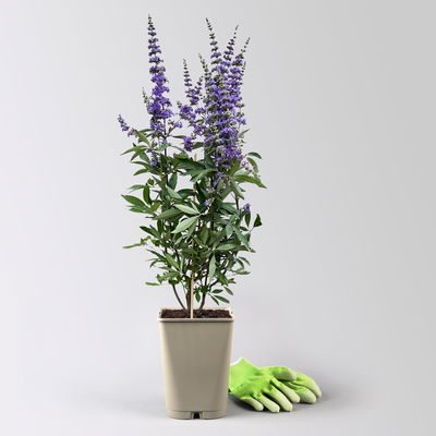 Blauer Mönchspfeffer, Höhe 40-60 cm, Topf 5 Liter Blauer Mönchspfeffer, Höhe 40-60 cm, Topf 5 Liter