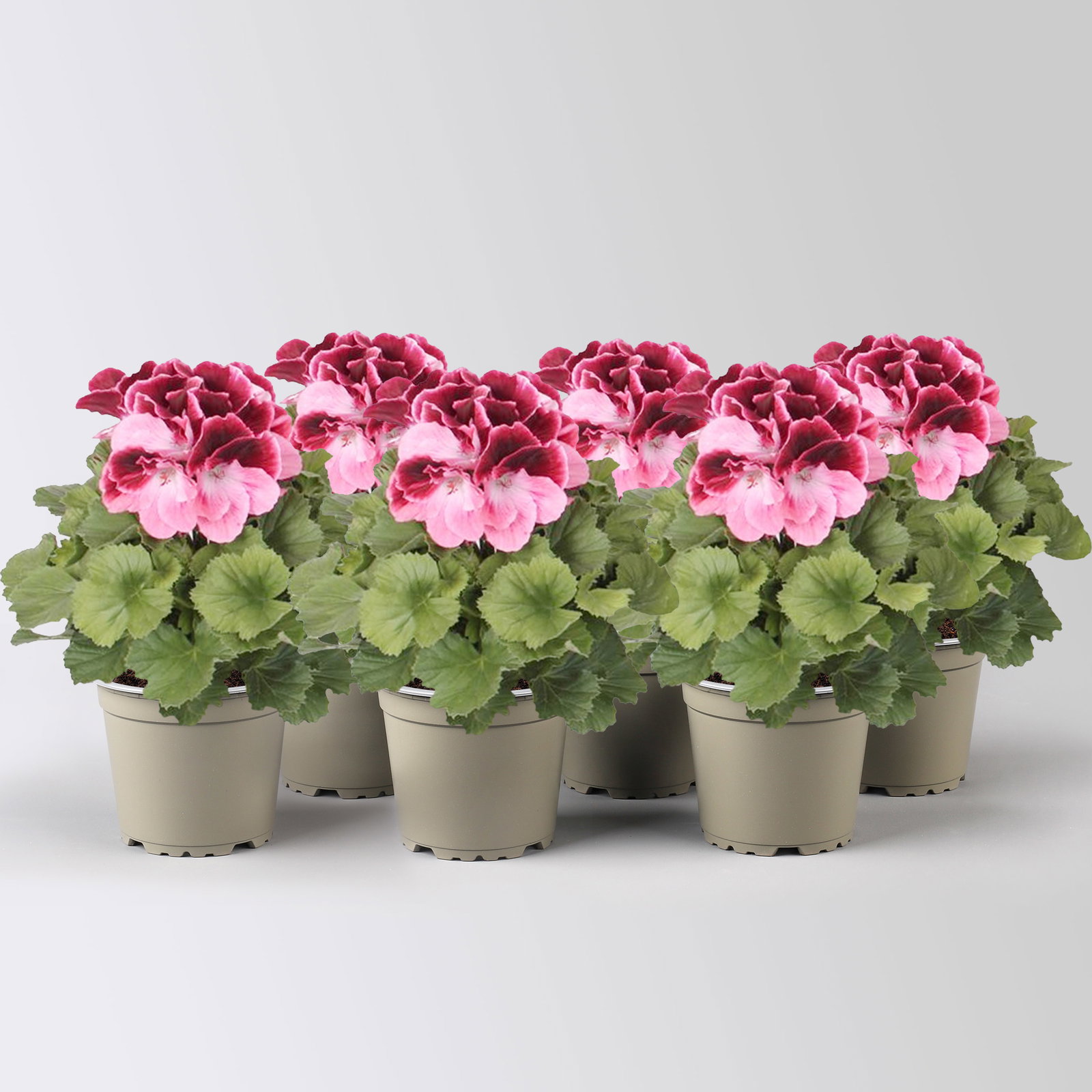 Edelgeranie Bella Donna® 'Don Camaro®', dunkelrot-pink, Topf-Ø 12 cm, 6 Pflanzen