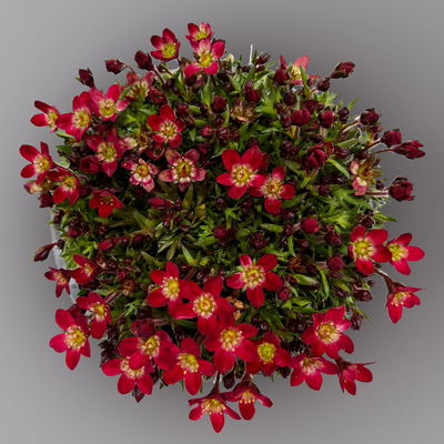 Moossteinbrech, rot, rosa & weiß, Topf-Ø 13 cm, 6 Pflanzen