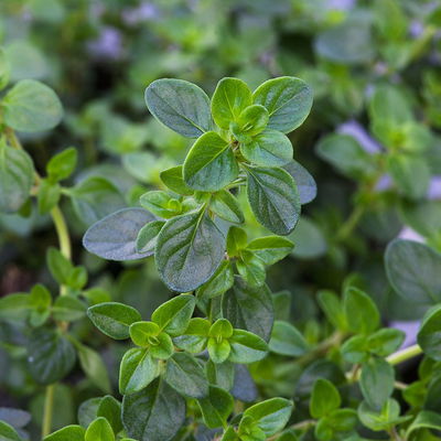 Bio Taborthymian, Topf-Ø 12cm Bio Taborthymian, Topf-Ø 12cm