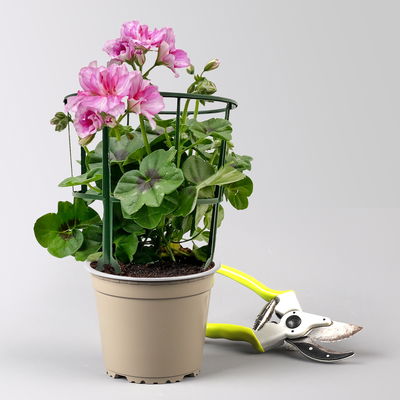 Geranie 'Corriente Pink Bicolor' zweifarb. pink, hängend, Topf-Ø 13 cm, 6er-Set