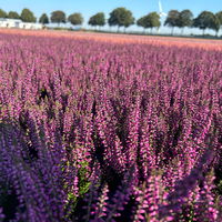 Knospenheide, lila, Mini, Topf-Ø 6 cm, 12 Pflanzen