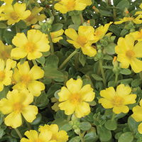 Portulakröschen, gelb, Topf-Ø 12 cm, 6 Pflanzen