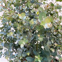 Eukalyptus, Busch, Topf-Ø 33 cm