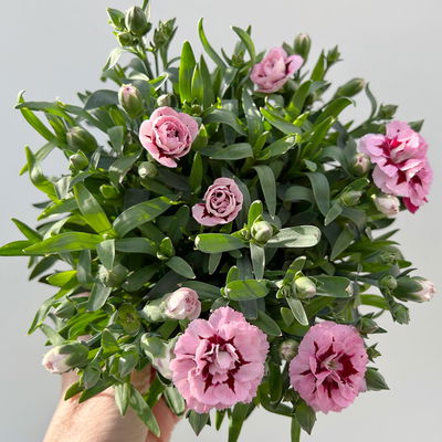 Nelke 'Oscar®', Farbe zufällig, Topf-Ø 14 cm, 4 Pflanzen