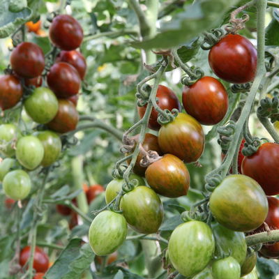 Blu Bio Cocktail-Tomatenpflanze 'Balkonia F1', Topf-Ø 12 cm, 6er-Set