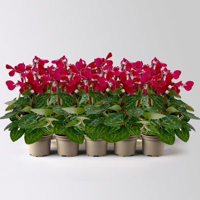 Alpenveilchen Mini, rot, schirmartig, Topf-Ø 6 cm, 10 Pflanzen