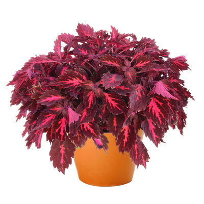 Buntnessel 'Down Town Royalty', rot-pink, Topf-Ø 12 cm, 6 Pflanzen