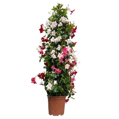 Dipladenie 'Trio' rot, rosa& weiß, Pyramide, Topf-Ø 27 cm, Höhe ca. 150 cm