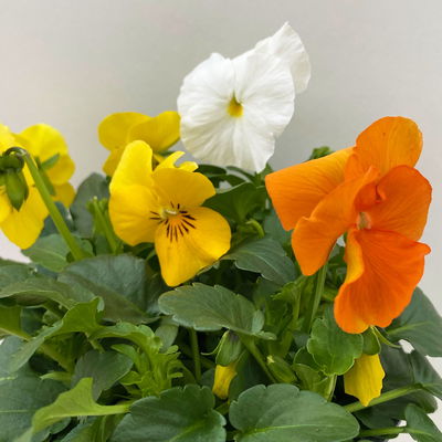 Hornveilchen 'Trio', orange-gelb-weiß, Topf-Ø 10/11 cm, 8 Pflanzen
