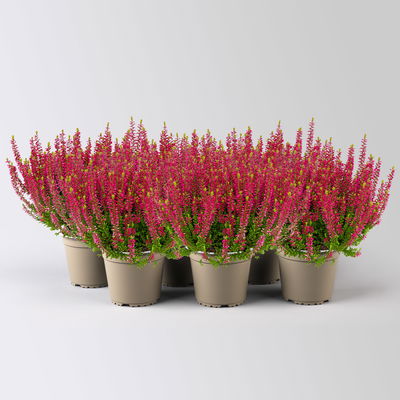 Calluna 'Longlife', rot, Topf-Ø 13 cm, 6 Pflanzen Calluna 'Longlife', rot, Topf-Ø 13 cm, 6 Pflanzen