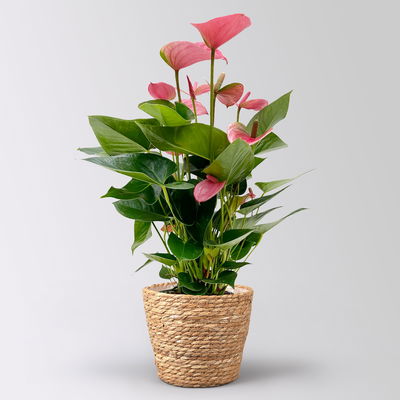 Flamingoblume 'Pink Champion', pink, im Korb Osaka, Topf-Ø 17 cm