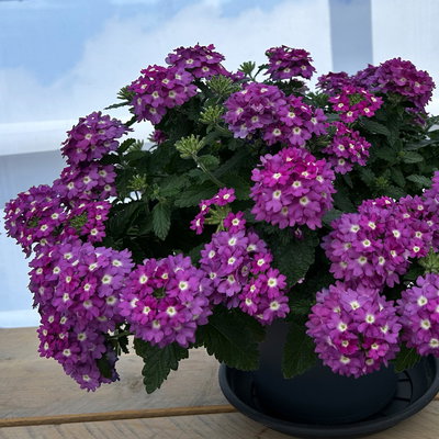 Eisenkraut, lila, Topf-Ø 12 cm, 6 Pflanzen