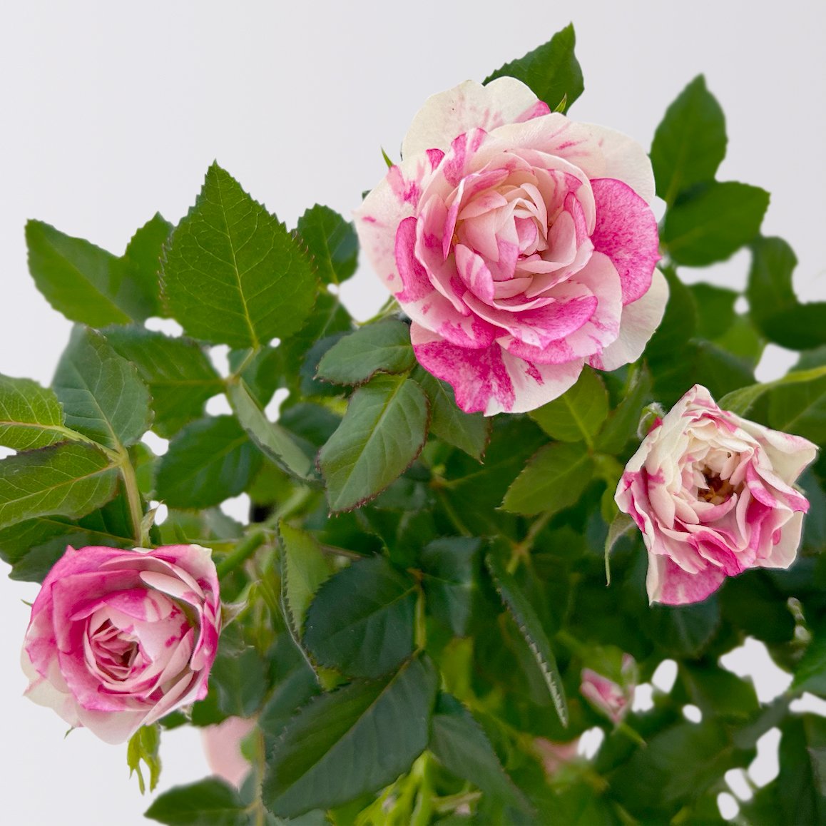Rose 'Pia' rosa-weiß, Topf-Ø 10,5 cm, Höhe ca. 30 cm, 3er-Set
