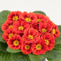 Pflanzenkreation Frühlingskick, 12 Pflanzen inkl. Erde