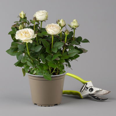 Rose 'Infinity', weiß, Topf-Ø 14 cm, 2 Pflanzen Rose 'Infinity', weiß, Topf-Ø 14 cm, 2 Pflanzen