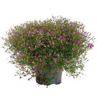 Schleierkraut rosa, Topf-Ø 12/13 cm