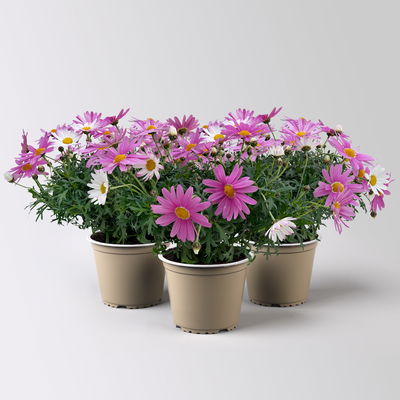 Margerite, rosa, Topf-Ø 14/15 cm, 3 Pflanzen Margerite, rosa, Topf-Ø 14/15 cm, 3 Pflanzen