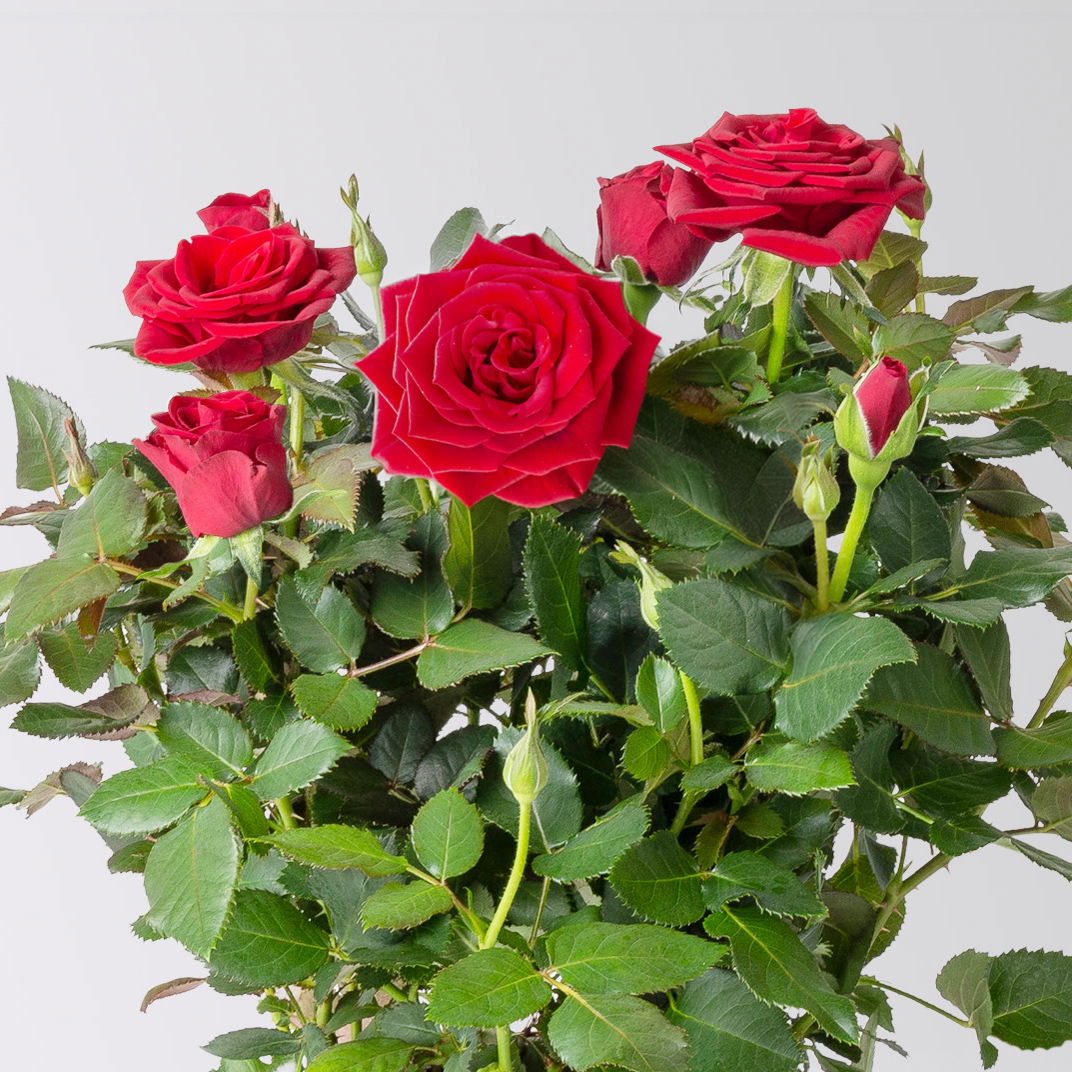 'Für Dich' - rote Rose im Übertopf inkl. Grußkarte 'Für Dich' - rote Rose im Übertopf inkl. Grußkarte