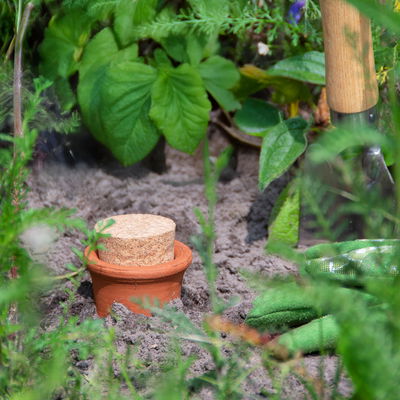 Olla im Garten eingepflanzt zwischen Pflanzen