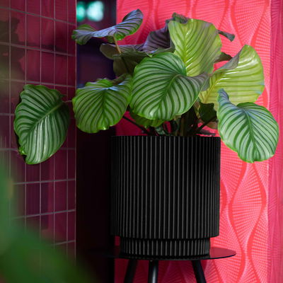 Capi Europe Pflanzgefäß 'Groove Zylinder', schwarz, ca. Ø 36 x H 38 cm Capi Europe Pflanzgefäß 'Groove Zylinder', schwarz, ca. Ø 36 x H 38 cm