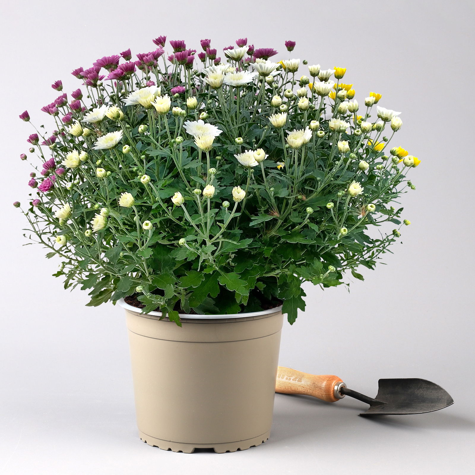 Chrysanthemen 'Trio', gelb/lila/weiß, Topf-Ø 19 cm, 2er-Set