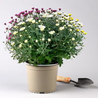 Chrysanthemen 'Trio', gelb/lila/weiß, Topf-Ø 19 cm, 2er-Set