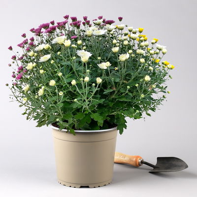 Chrysanthemen 'Trio', gelb-lila-weiß, Topf-Ø 19 cm, 2 Pflanzen Chrysanthemen 'Trio', gelb-lila-weiß, Topf-Ø 19 cm, 2 Pflanzen