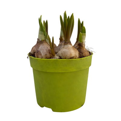 Mixtopf Narzissen und Muscari, blau-gelb, Topf-Ø 12 cm, 6 Pflanzen