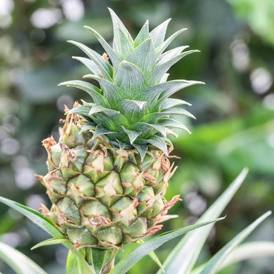 Zier-Ananas 'Amigo', Topf-Ø 12 cm, Höhe ca. 45 cm, 2 Pflanzen