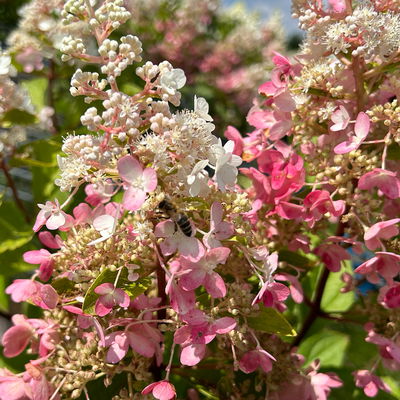 Rispenhortensie 'Pinky Winky'® DVP PinkyⓈ, Höhe ca. 30-40 cm, Topf 5 Liter Rispenhortensie 'Pinky Winky'® DVP PinkyⓈ, Höhe ca. 30-40 cm, Topf 5 Liter