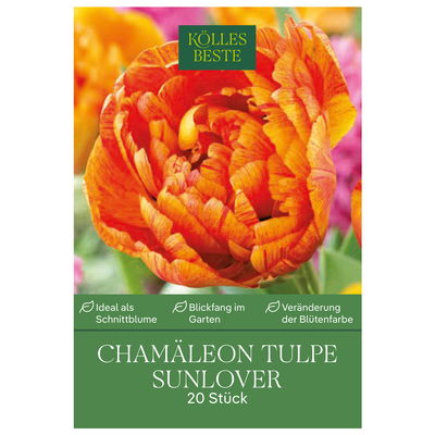 Chamäleon-Tulpen Sun Lover 20 Blumenzwiebeln