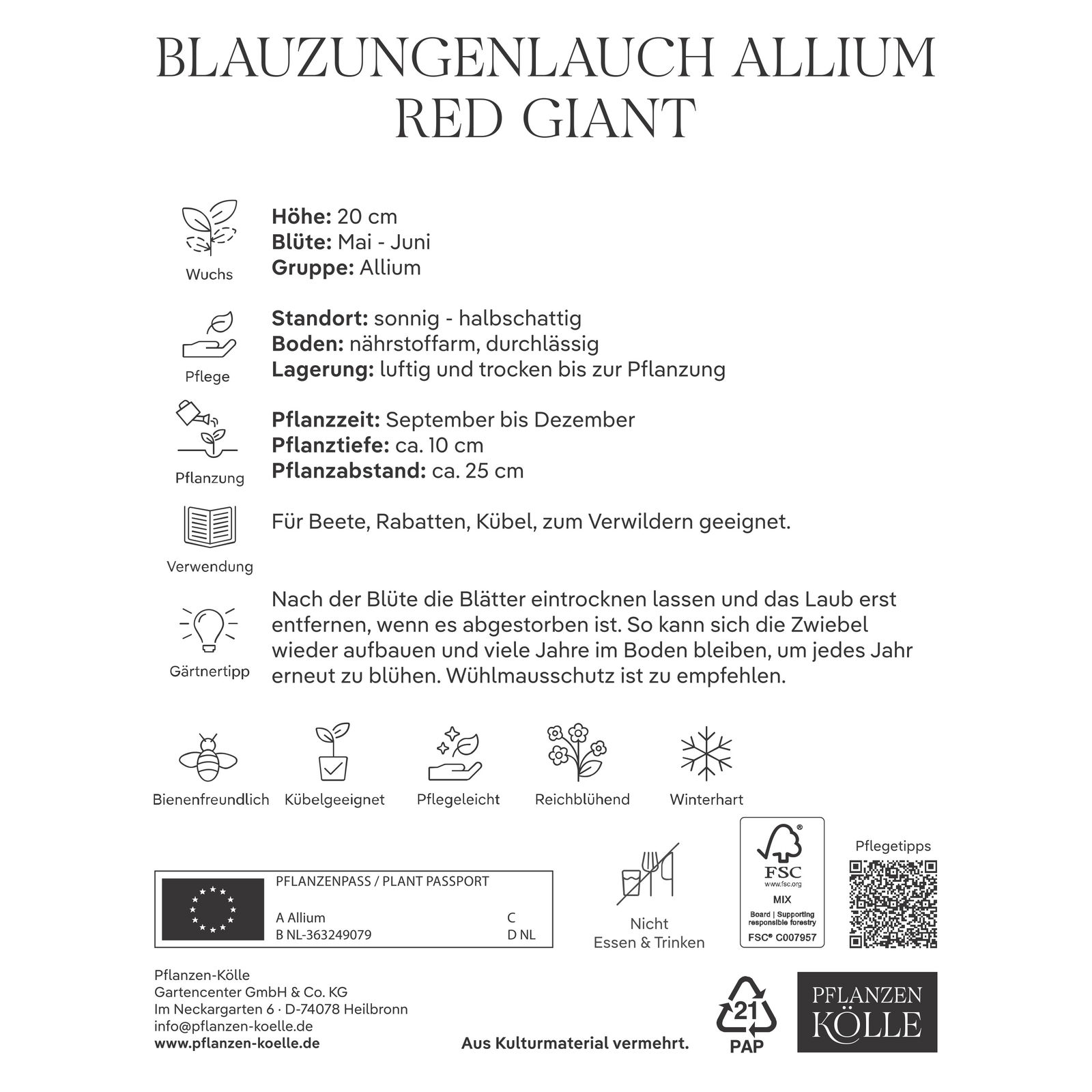 Blauzungenlauch 'Red Giant', lila,  Größe 12/14, 3 Blumenzwiebeln