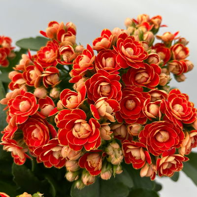 Kalanchoe 'Queen'®, orange, Topf-Ø 14 cm, 3 Pflanzen
