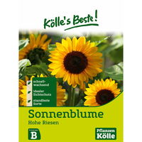 Kölle's Beste Blumensamen Sonnenblume 
