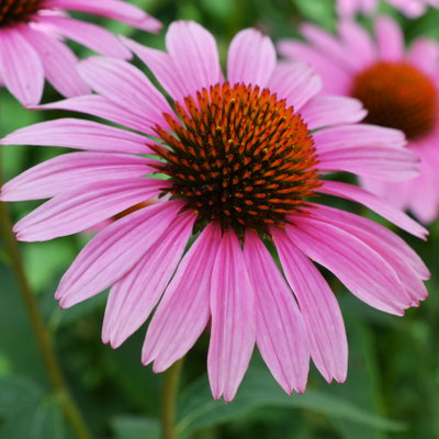 Purpursonnenhut 'PowWow® Wild Berry', purpurrosa, Topf-Ø 13 cm Purpursonnenhut 'PowWow® Wild Berry', purpurrosa, Topf-Ø 13 cm