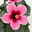 Hibiskus 'Petit Pink®', Topf-Ø 13 cm, Höhe ca. 35 cm, 2 Pflanzen Hibiskus 'Petit Pink®', Topf-Ø 13 cm, Höhe ca. 35 cm, 2 Pflanzen