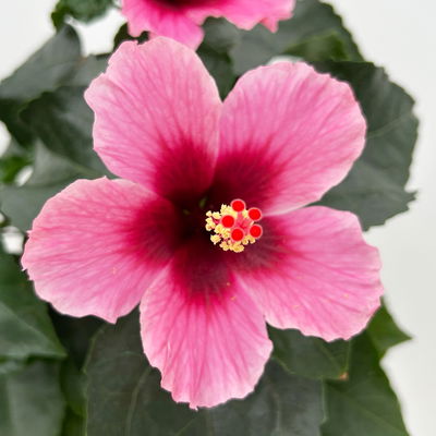Hibiskus 'Petit Pink®', Topf-Ø 13 cm, Höhe ca. 35 cm, 2 Pflanzen
