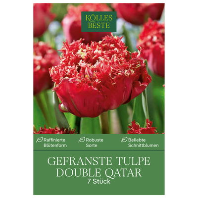 Gefranste Doppeltulpen 'Qatar', rot, Größe 11/12, 7 Blumenzwiebeln