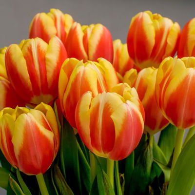 Tulpe, rot-gelb, vorgetrieben, Topf-Ø 15 cm, 3 Pflanzen