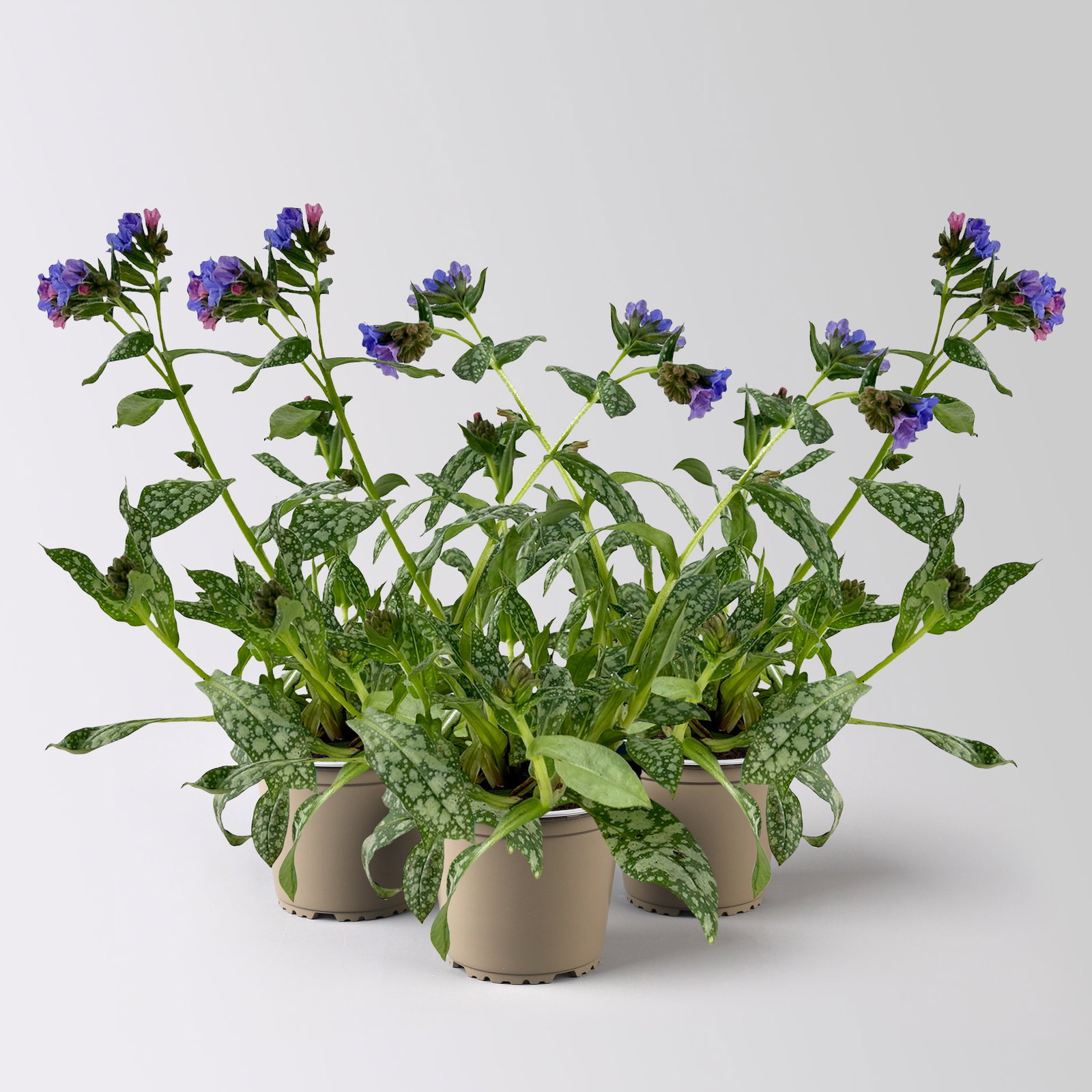 Bio Lungenkraut 'Trevi Fountain®', blauviolett, Topf-Ø 12 cm, 3 Pflanzen
