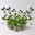 Bio Lungenkraut 'Trevi Fountain®', blauviolett, Topf-Ø 12 cm, 3 Pflanzen