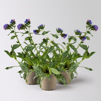 Bio Lungenkraut 'Trevi Fountain®', blauviolett, Topf-Ø 12 cm, 3 Pflanzen